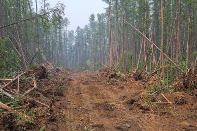 Increase Your Land Clearing Business with an AI Driven, Targeted Website