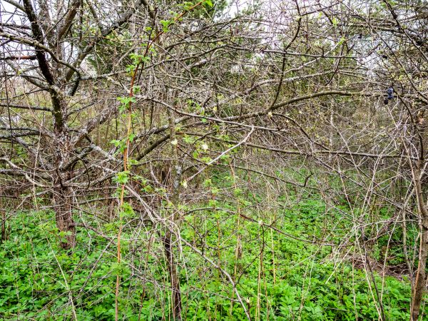 Underbrush Clearing in Erie