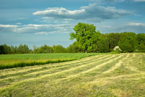Cost of Vegetation Removal in Erie