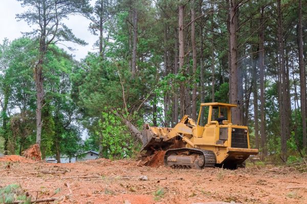 Forest Thinning in Erie