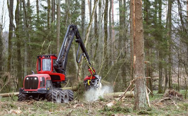 Cost of Forest Clearance Service in Erie
