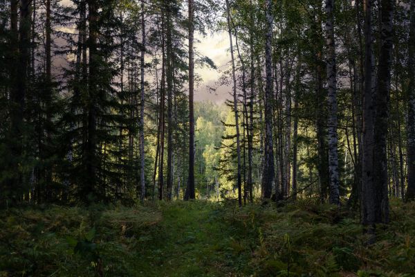 Cost of Pine Tree Clearing in Erie