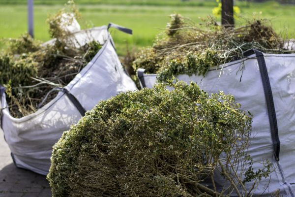 Cost of Bushes Clearing in Erie