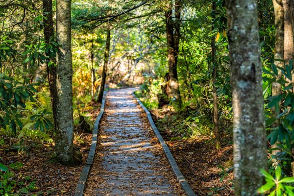 Cost of Trail Clearing in Erie